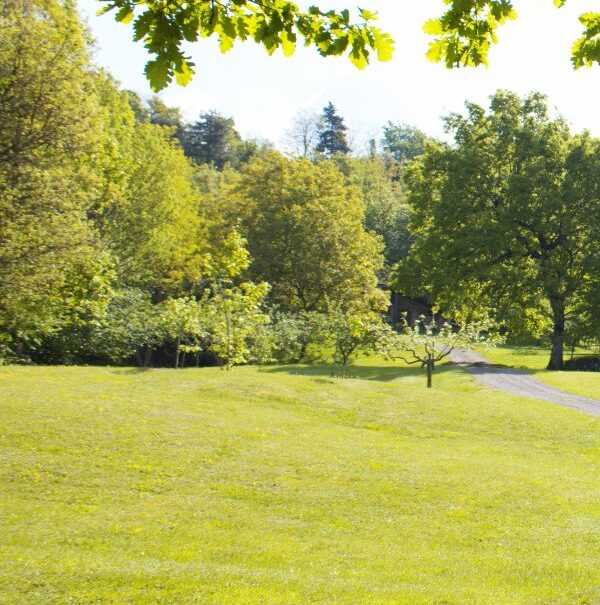 La ghiandaia_casa vacaza berceto estate_giardino verde