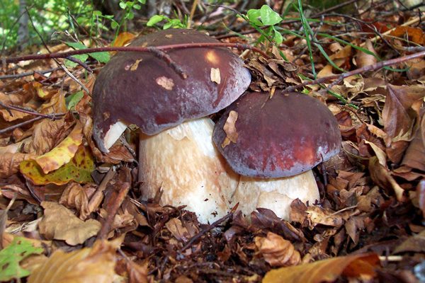 porcini porcini